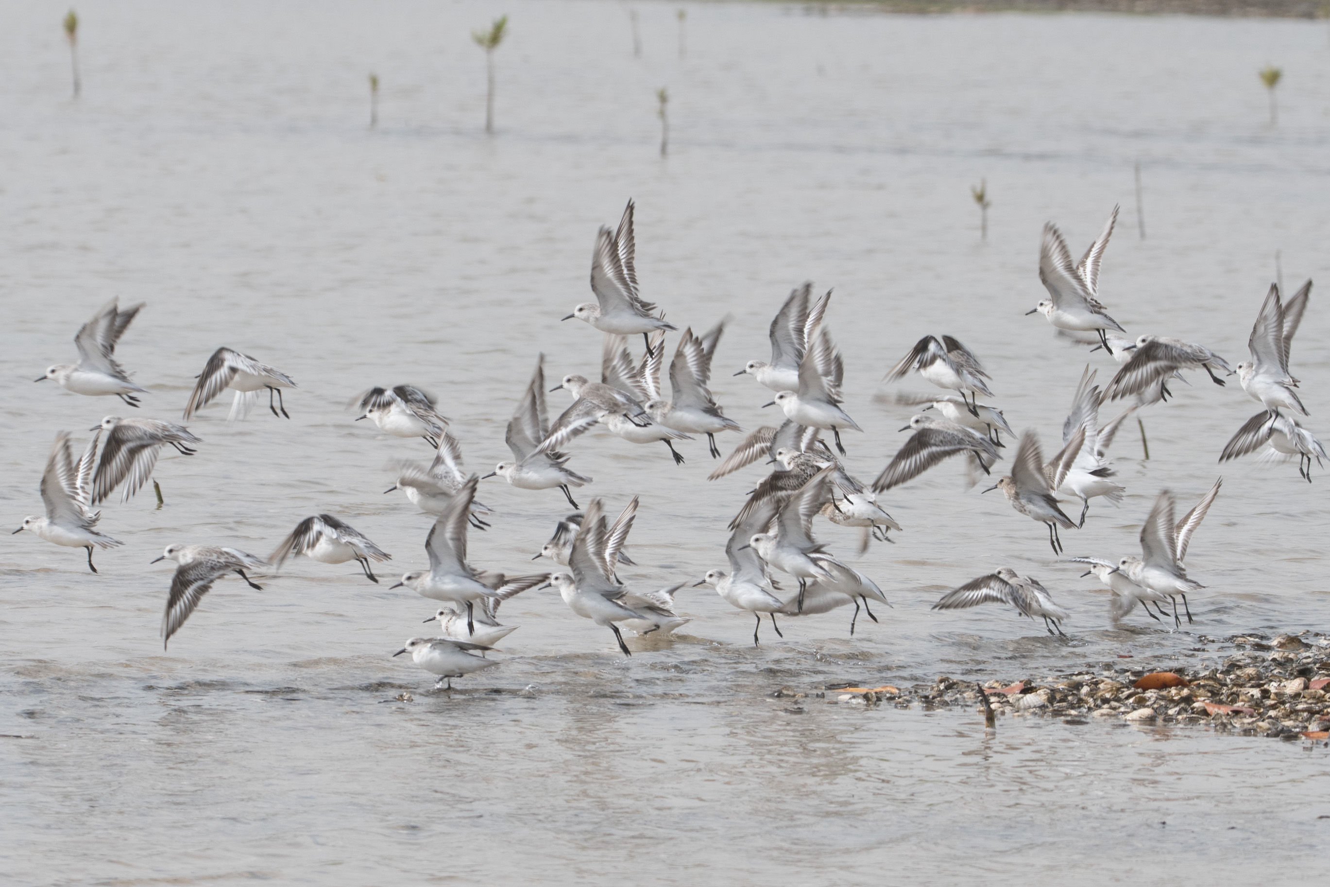 Bécasseaux Sanderling internuptiaux (Sanderling, Calidris Alba), envol, RNIC de la Somone.